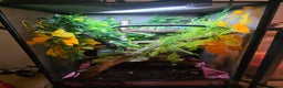 Chameleon reptiles for sale: Nosy B Chameleon  - Advert 3