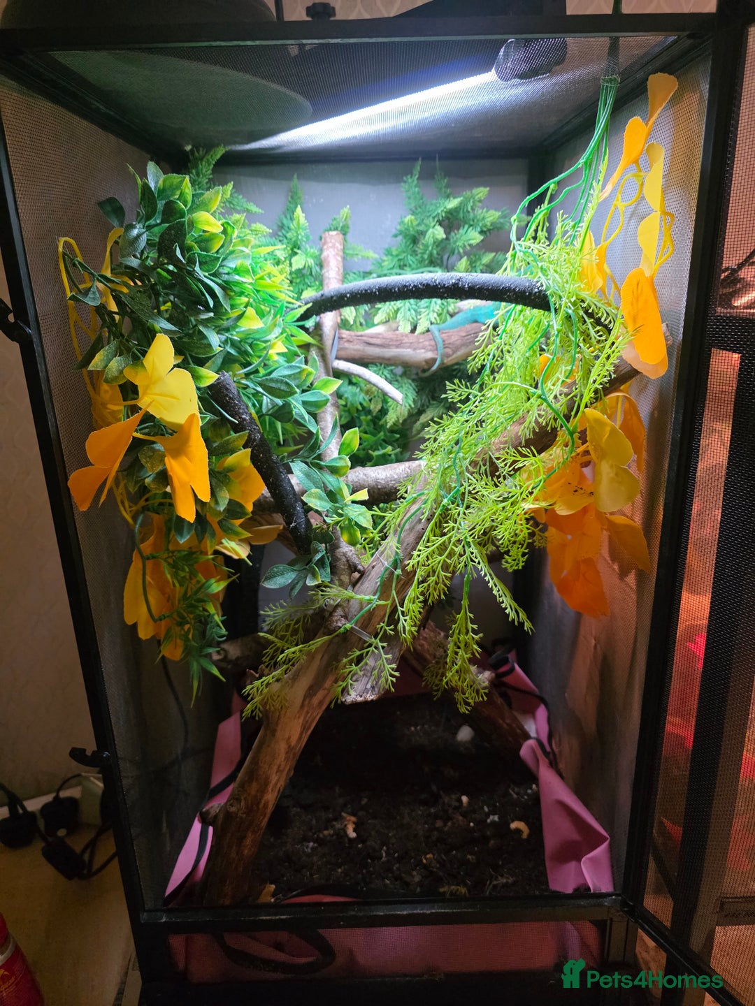 Chameleon reptiles for sale: Nosy B Chameleon  - Advert 3