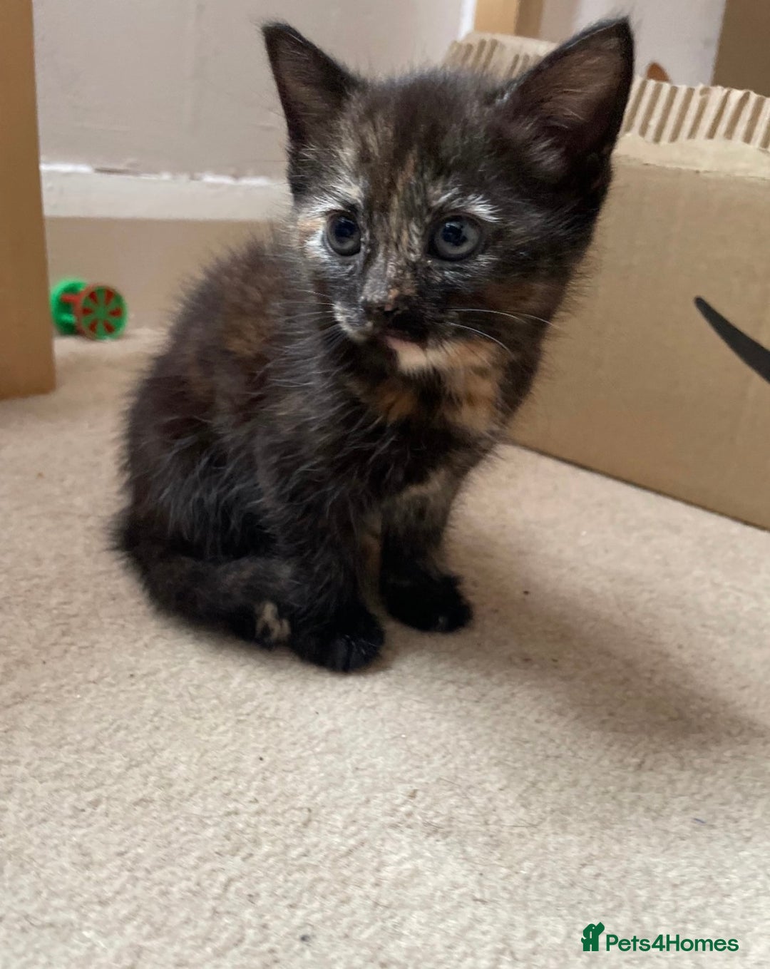 Mixed Breed cats for sale: 6 beautiful kitten for sale - Image 11