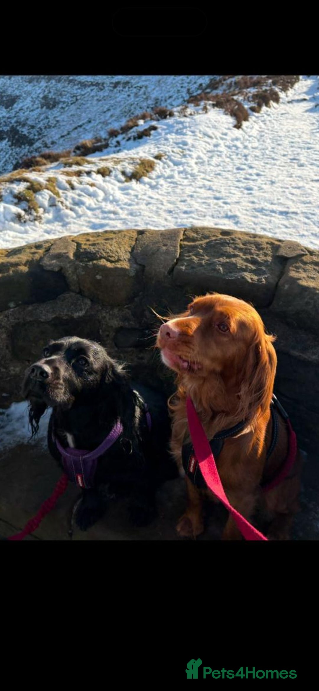 Cocker Spaniel dogs for sale: Cocker spaniel puppies - Advert 18