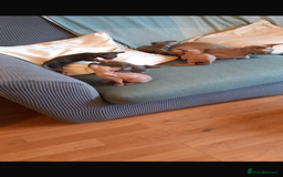 Sphynx cats for sale: Beautiful lot of Sphynx kittens from family pets - Image 25
