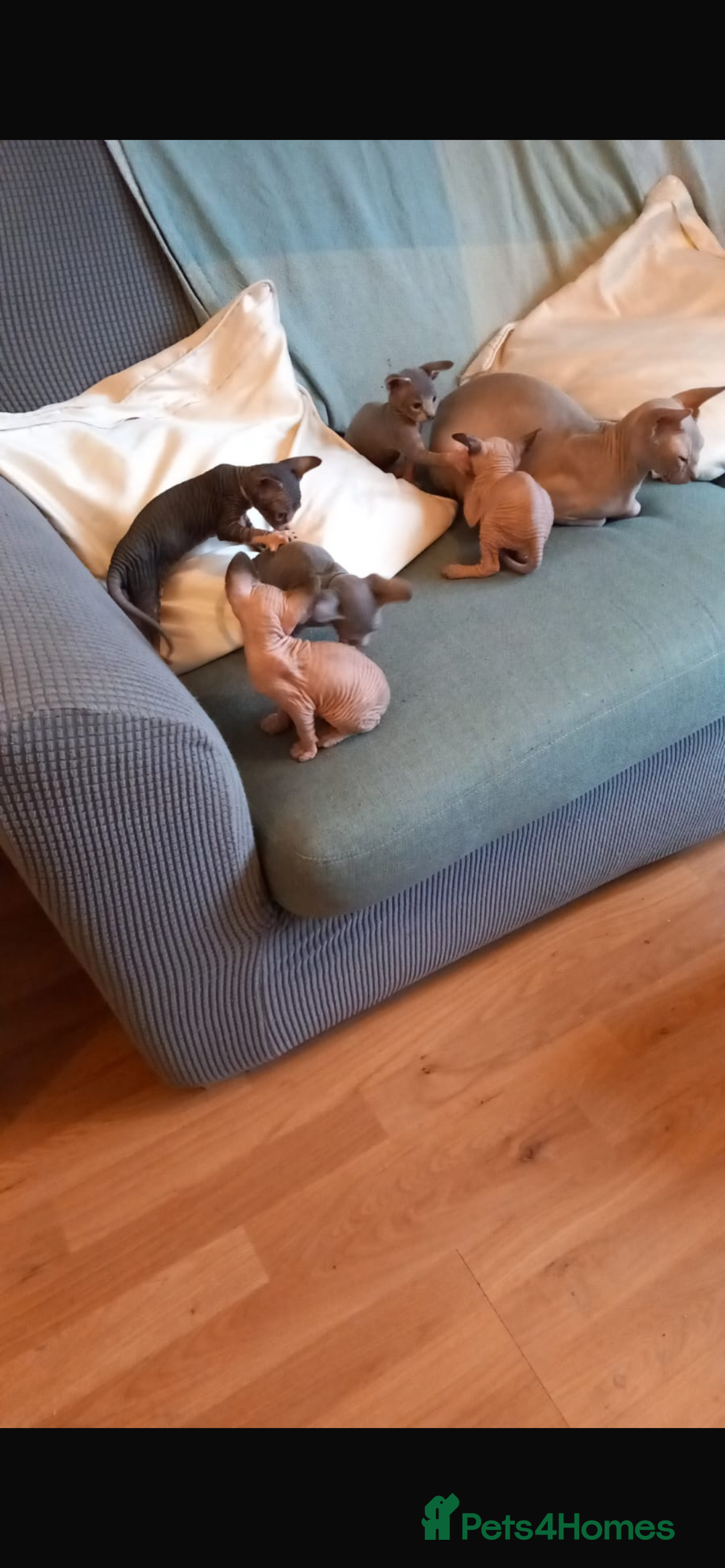 Sphynx cats for sale: Beautiful lot of Sphynx kittens from family pets - Image 25