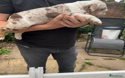 English Bulldog dogs for sale: Here come the Girls - Image 16
