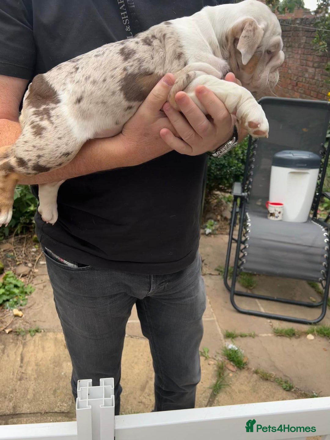 English Bulldog dogs for sale: Here come the Girls - Image 16