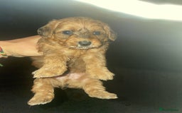 Doxiepoo dogs for sale: Doxiepoos - Image 8