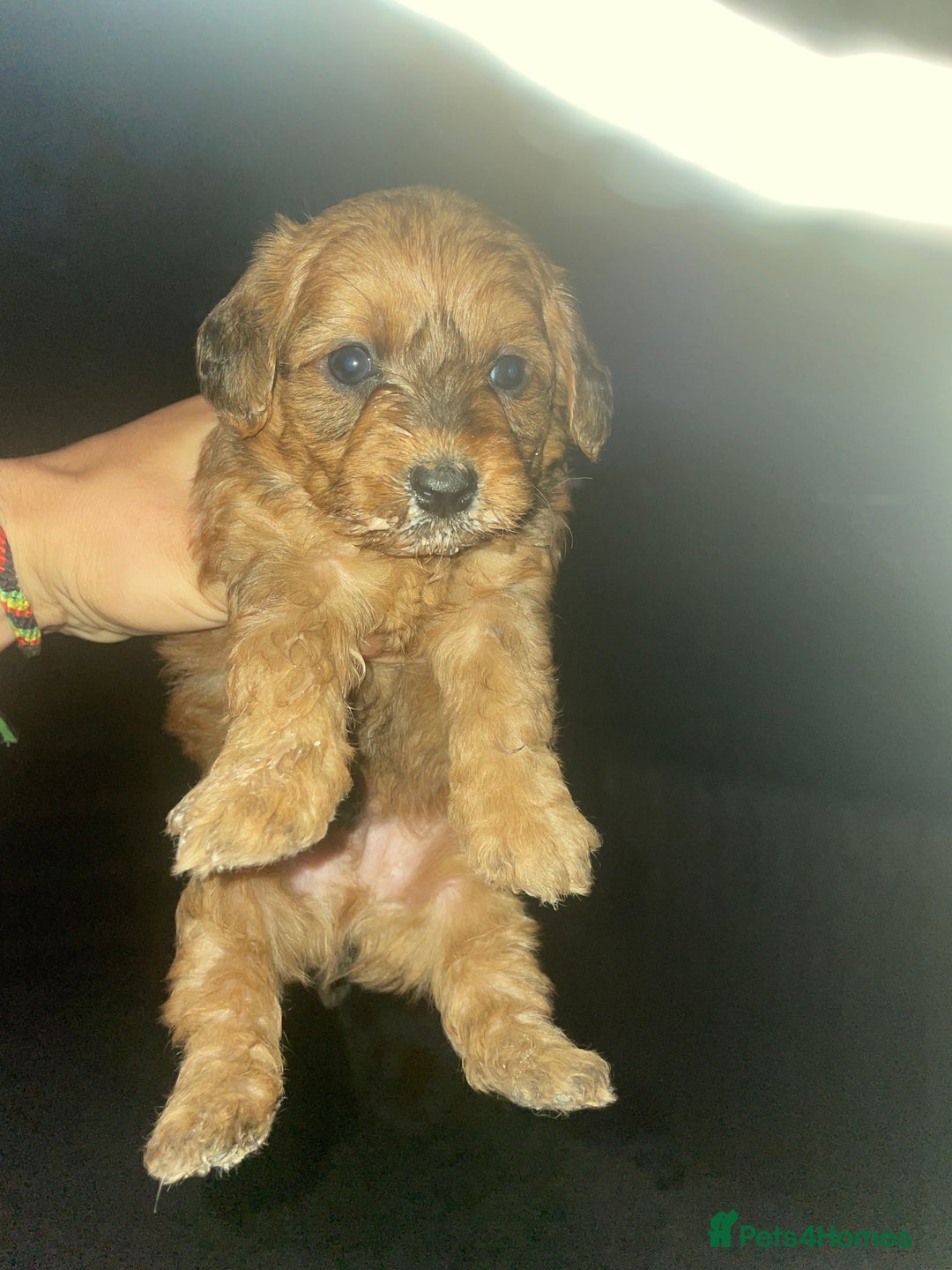 Doxiepoo dogs for sale: Doxiepoos - Image 8
