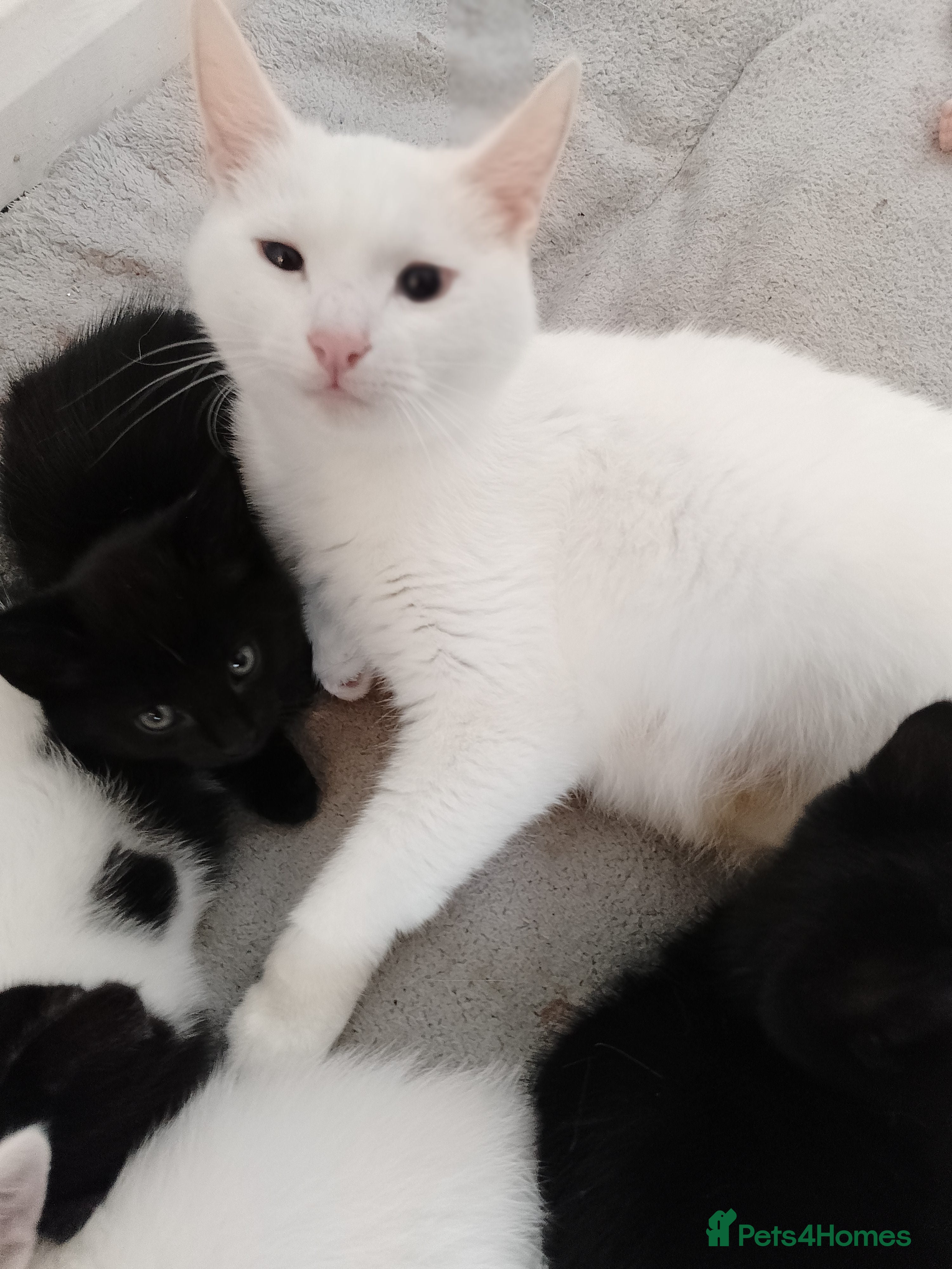 Mixed Breed cats for sale: Two kittens  - Advert 2