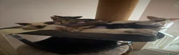 Oriental cats for sale: Oriental and Siamese kittens.  - Advert 9