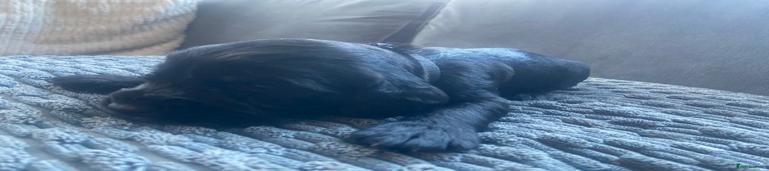 Cocker Spaniel Puppy 10 black collar