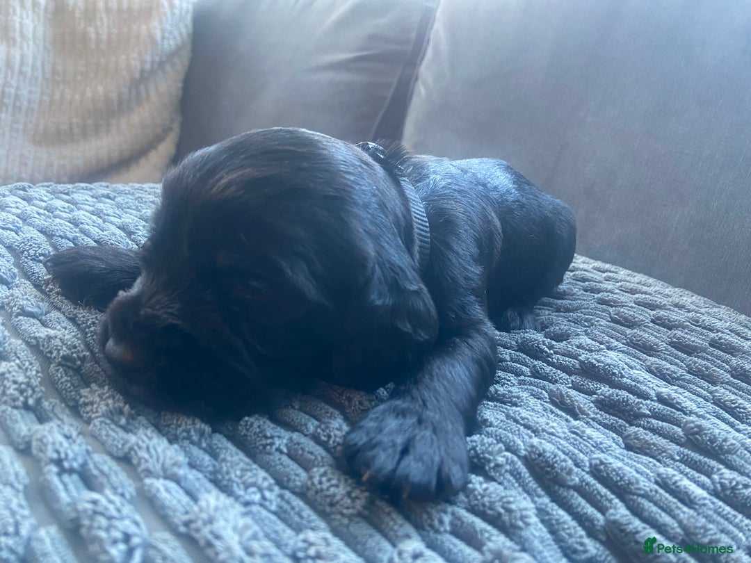 Cocker Spaniel dogs for sale: 10 Gorgeous KC Cocker Spaniel Puppies - Image 15