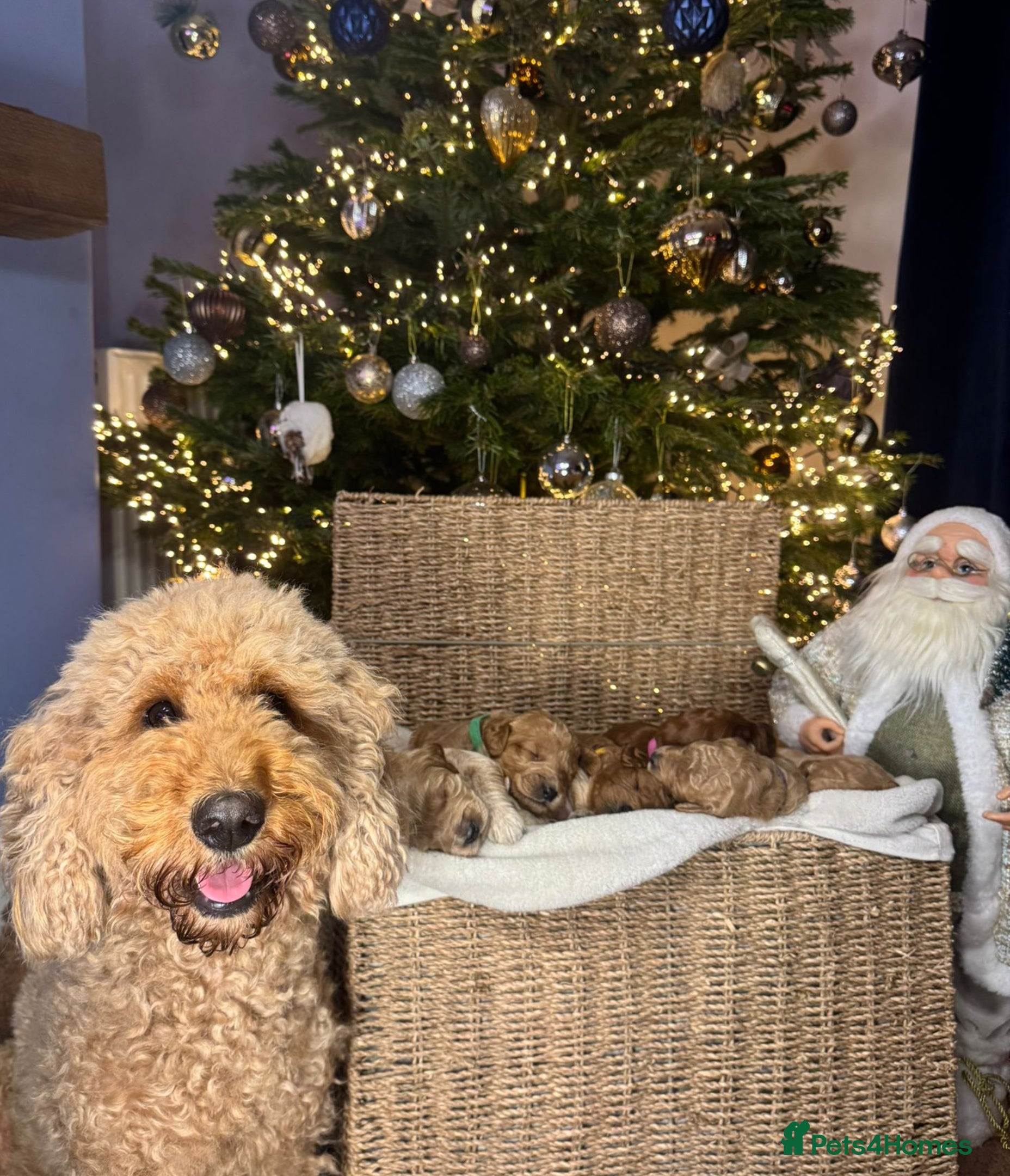 Mixed Breed dogs Stunning Irish Cockapoodledo's........ - Advert 15