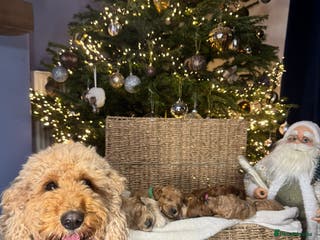 Mixed Breed dogs Stunning Irish Cockapoodledo's........ - Advert 15