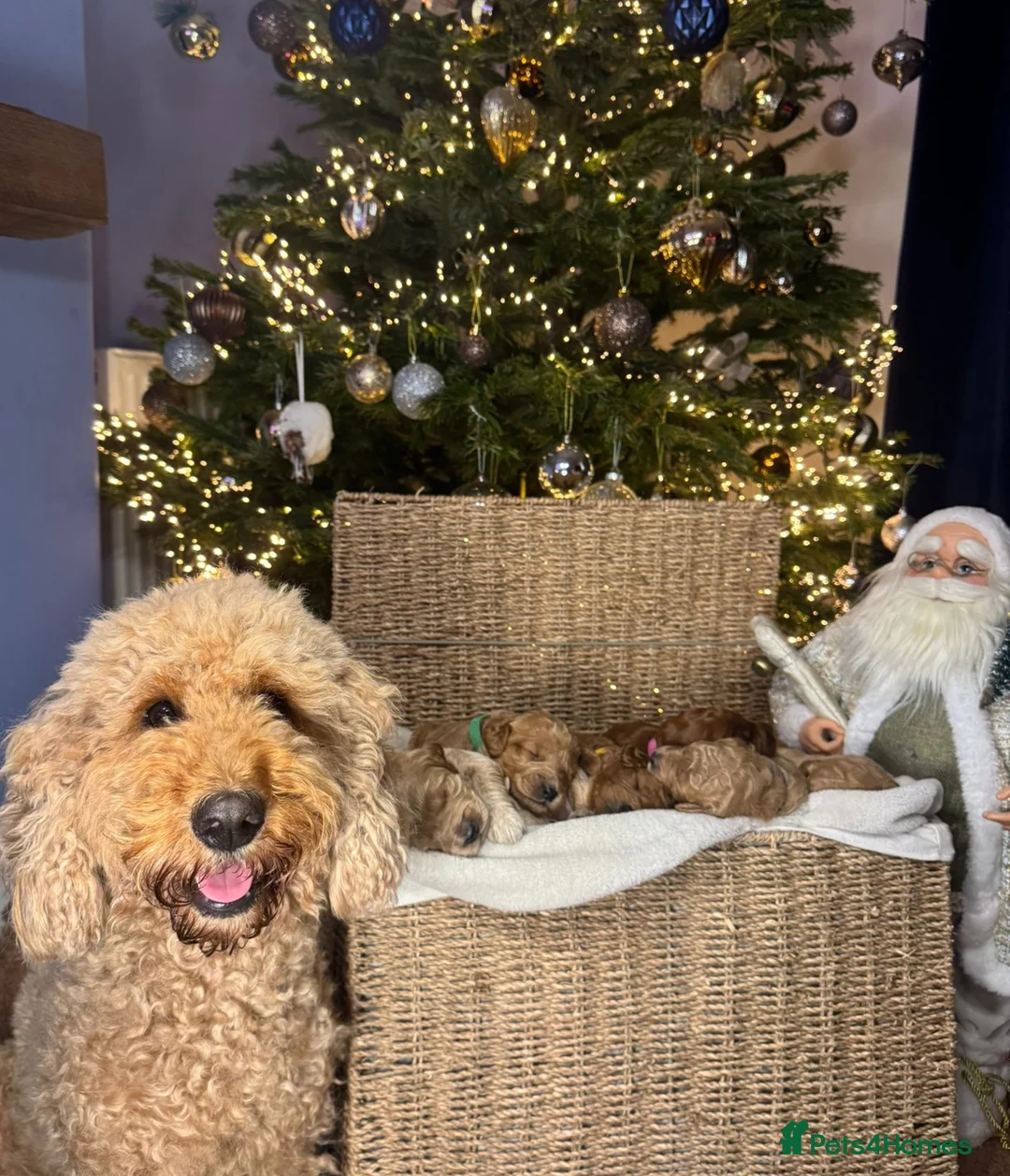 Mixed Breed dogs for sale: Stunning Irish Cockapoodledo's........ - Advert 1