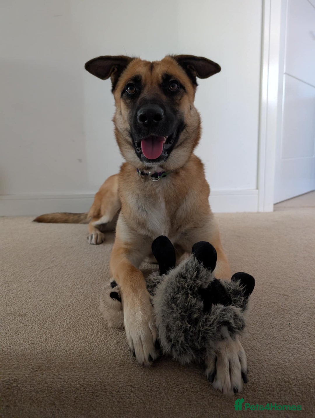 Mixed Breed dogs for adoption: Lydia the swettest fire survivor - Advert 5