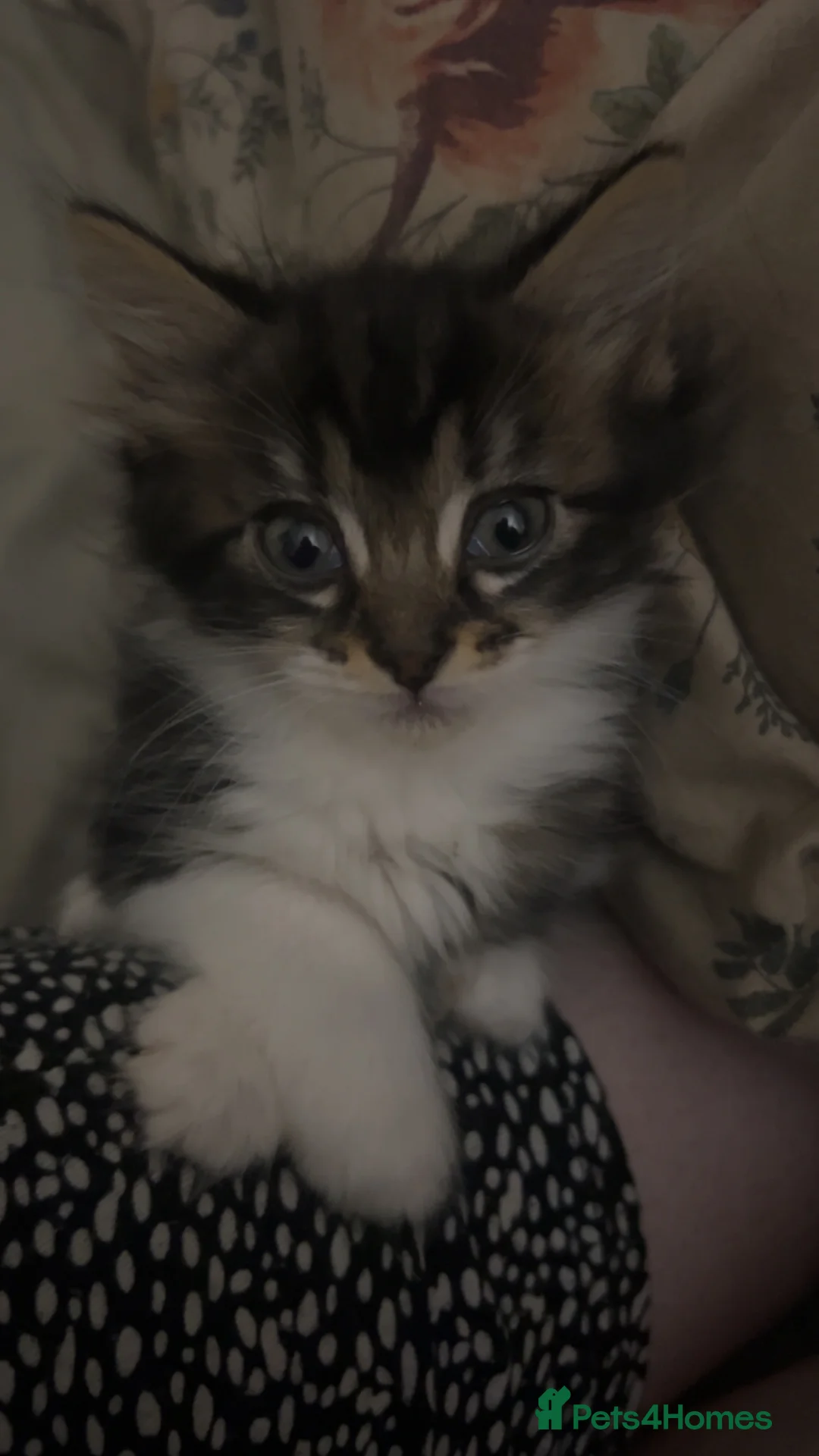 Mixed Breed cats for sale: Kittens for sale to go to a loving family. in Cardiff - Advert 7