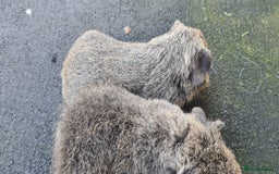 Guinea Pig rodents for sale: Male guinea pigs - Image 17