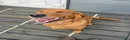 Golden Retriever dogs for sale: KC Registered Red Golden retriever  - Advert 3