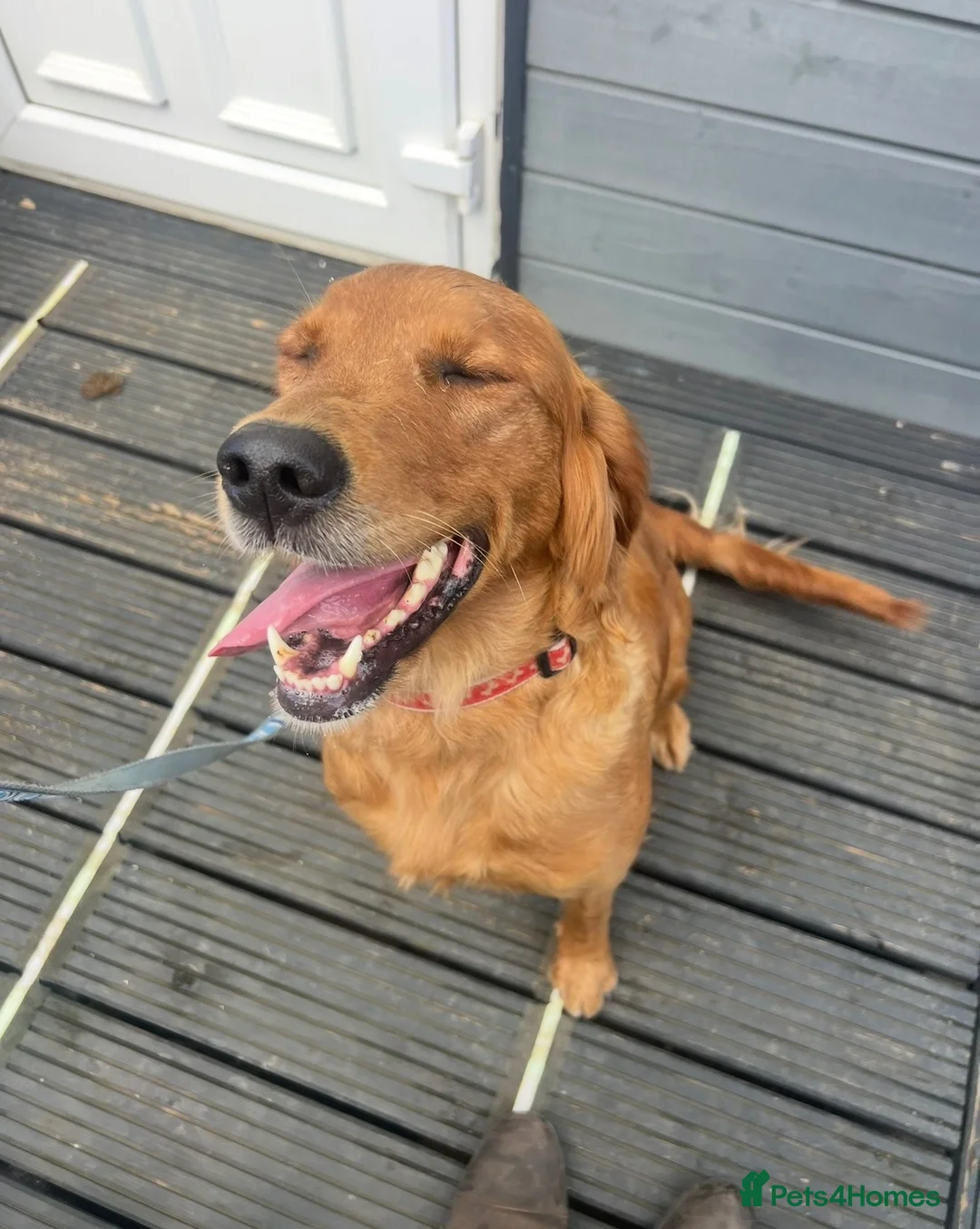 Golden Retriever dogs for sale: KC Registered Red Golden retriever  - Advert 3