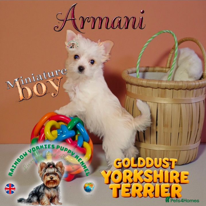 Yorkshire Terrier dogs Miniature Golddust Yorkshire Terrier (White-Gold)  - Advert 5