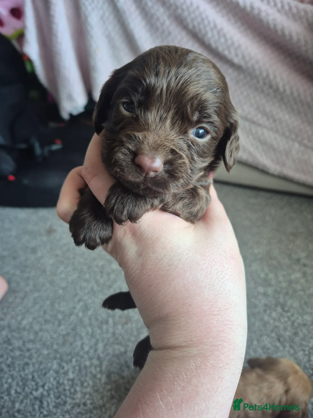 Cocker Spaniel dogs for sale: Two gorgeous pedigree Cocker Spaniel puppies  - Advert 3