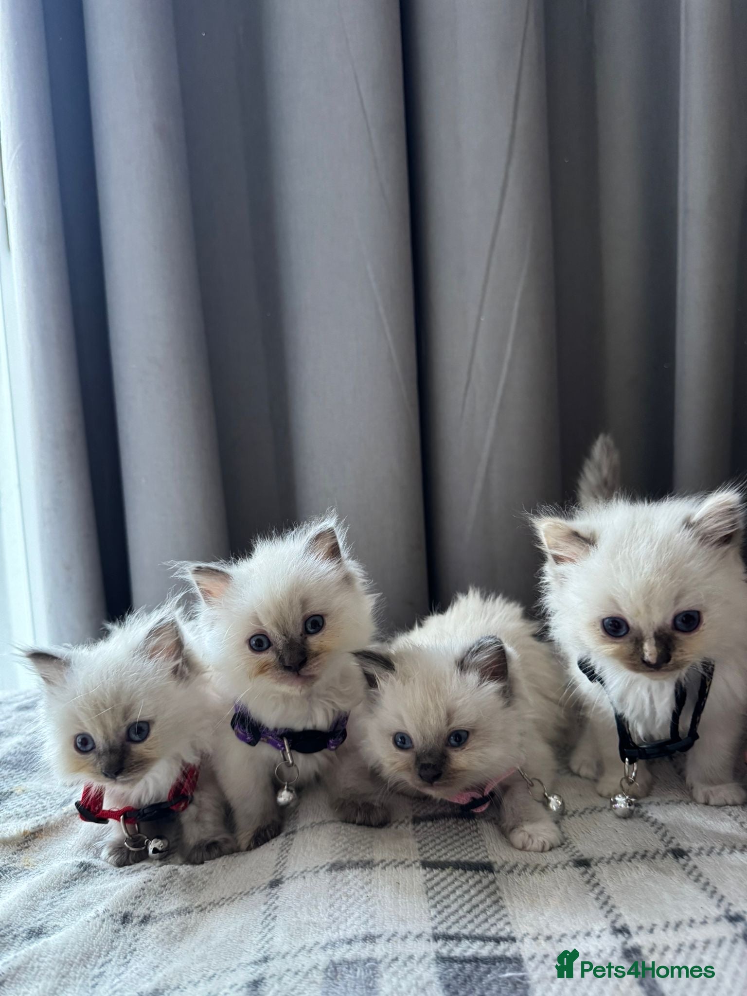 Ragdoll cats 4 Purebred Ragdoll Kittens for sale - Advert 1