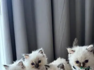 Ragdoll cats 4 Purebred Ragdoll Kittens for sale - Advert 1