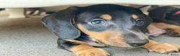 Dachshund dogs for sale: Beautiful miniature dachshund puppy’s  in Newport - Advert 9