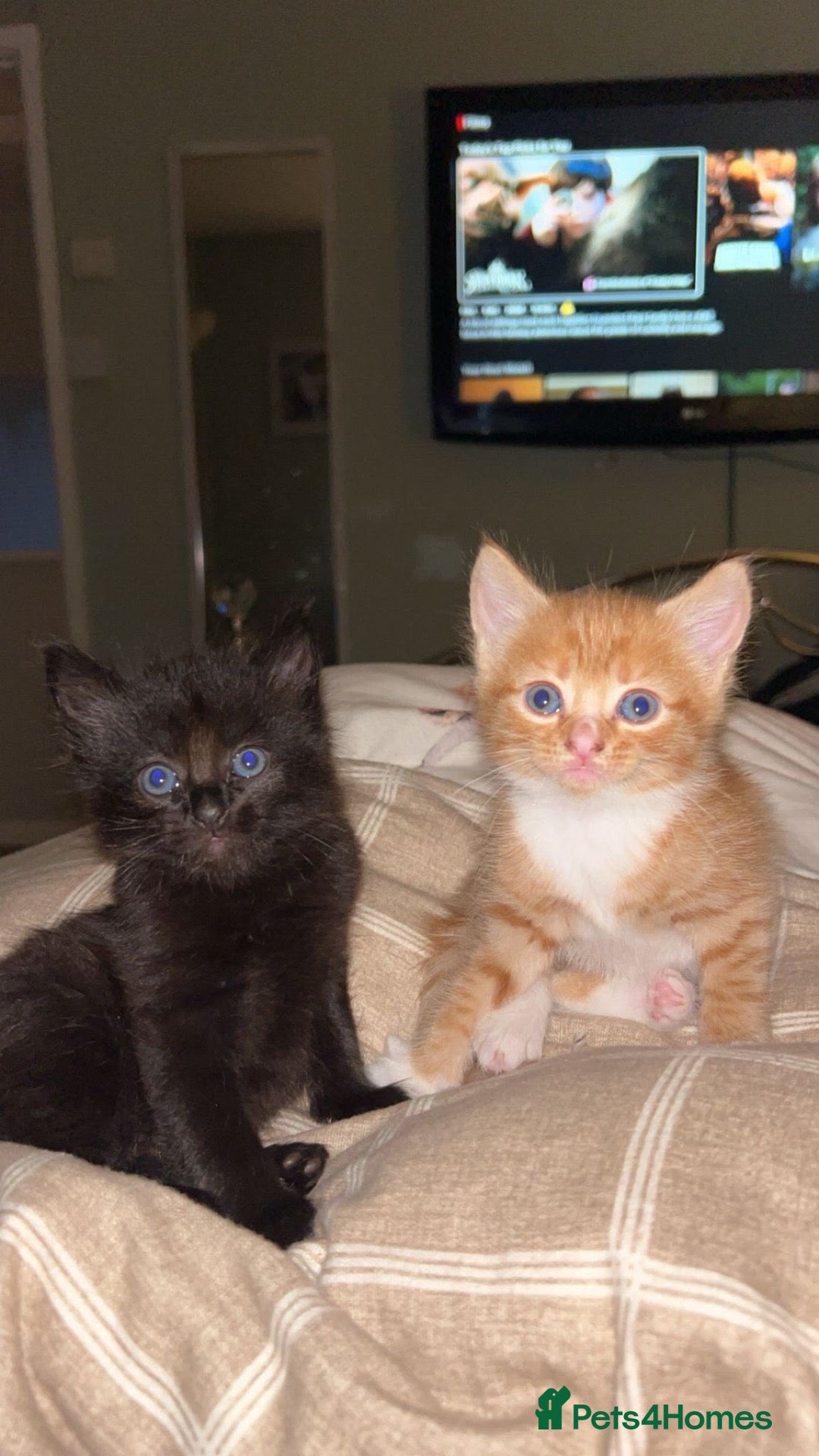 Mixed Breed cats 2 male X Norwegian Forest kittens  - Advert 2
