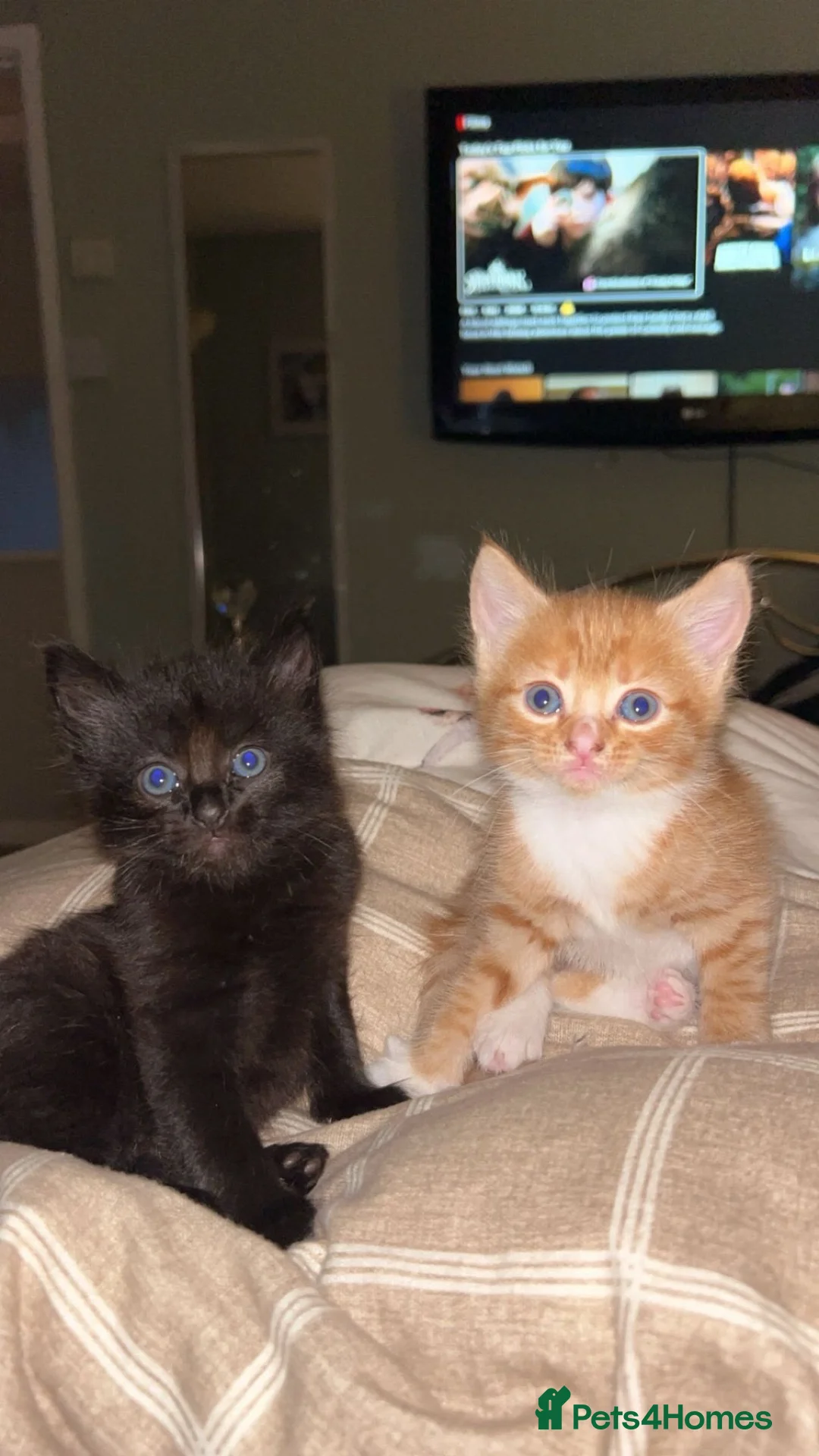 Mixed Breed cats for sale: 2 male X Norwegian Forest kittens  - Advert 1
