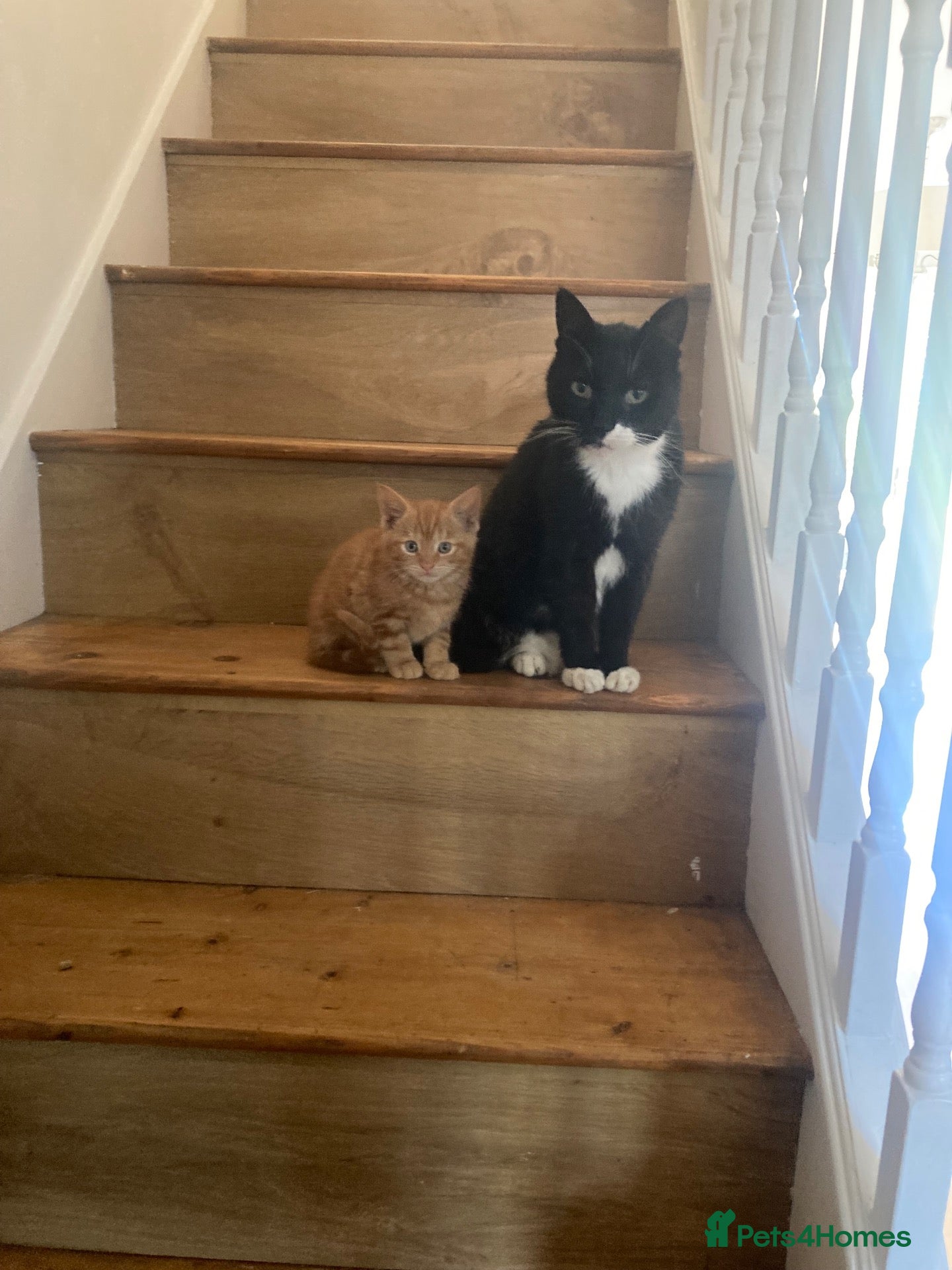 Mixed Breed cats Gorgeous kittens - Advert 4