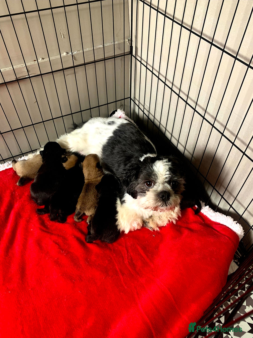 Mixed Breed dogs for sale: Pugzu puppies  - Image 12