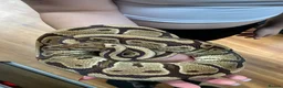 Mixed Breed reptiles for sale: 3 beautiful ball pythons 2 female one male  in Sheffield - Advert 9