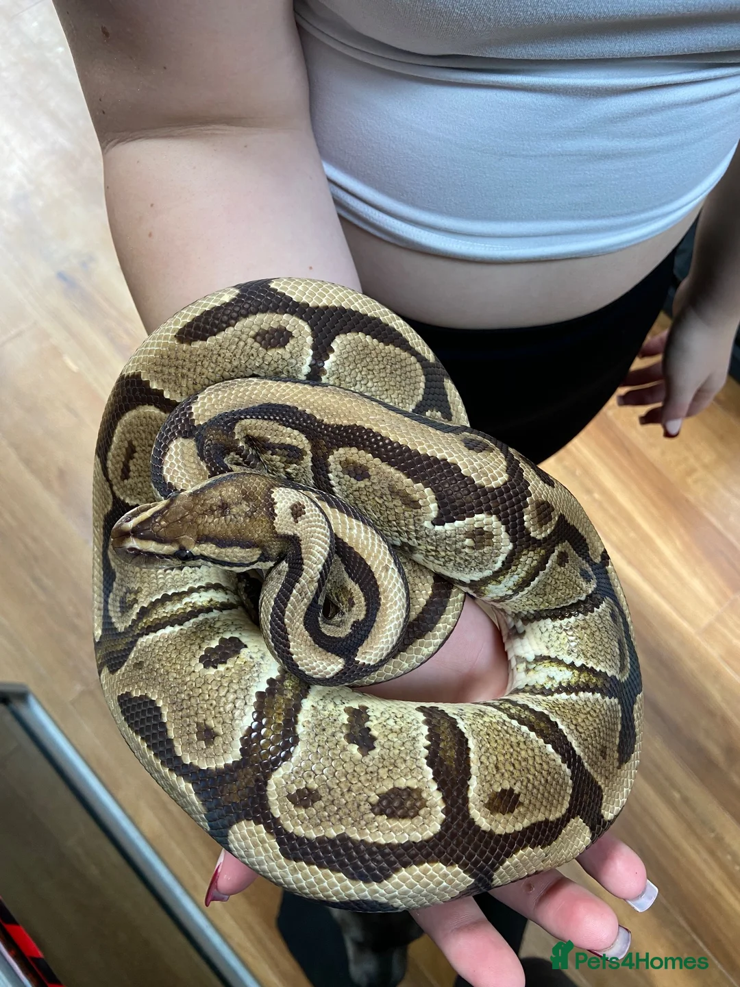 Mixed Breed reptiles for sale: 3 beautiful ball pythons 2 female one male  in Sheffield - Advert 9