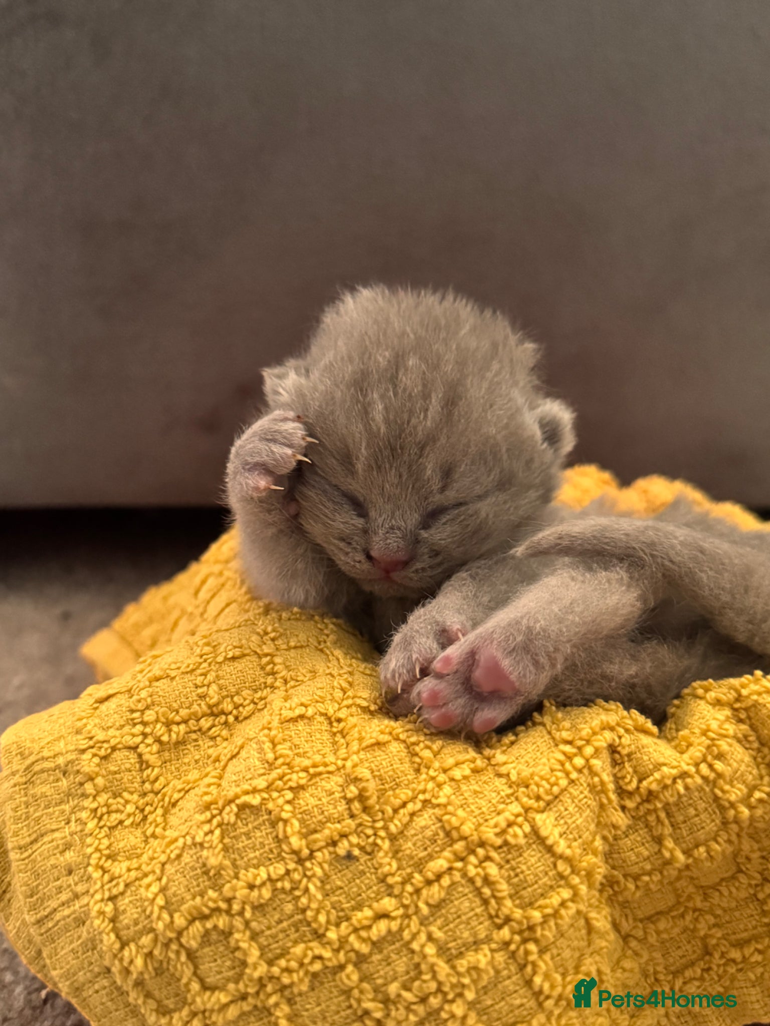 British Shorthair cats 5 Beautiful British Shorthair Kittens  - Advert 6