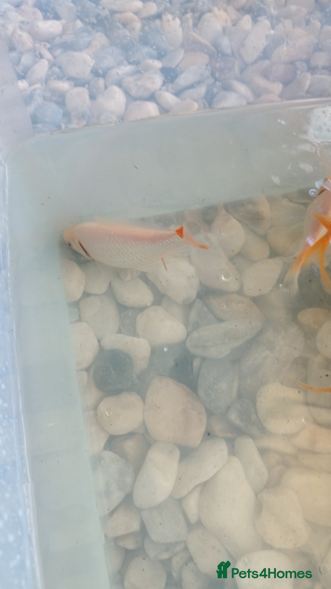 Goldfish fish for sale: FREE Pond Goldfish (20) - Image 2