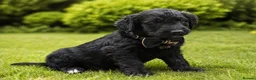 Goldendoodle dogs for sale: Beautiful miniature F1 Goldendoodle - Advert 23