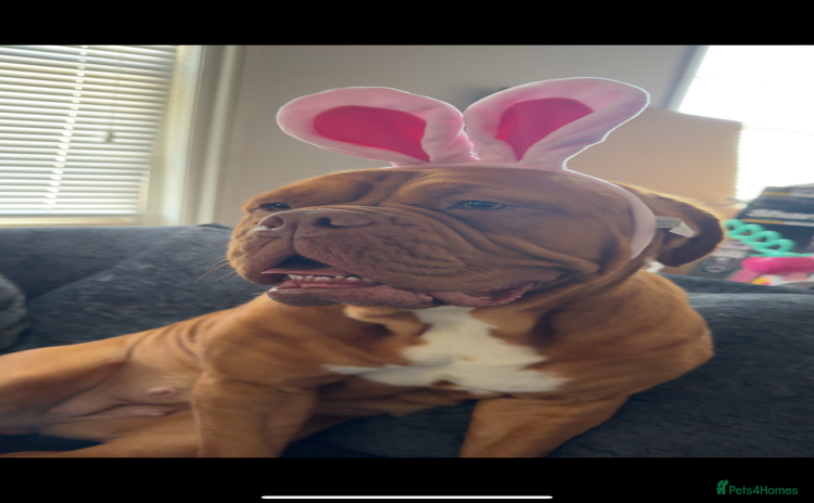 Dogue De Bordeaux dogs - Advert 1