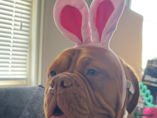 Dogue De Bordeaux dogs - Advert 1