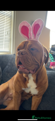 Dogue De Bordeaux dogs - Advert 1