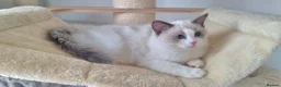 Ragdoll cats for sale: 💕Beautiful TICA Ragdolls Kittens 💕 - Advert 28