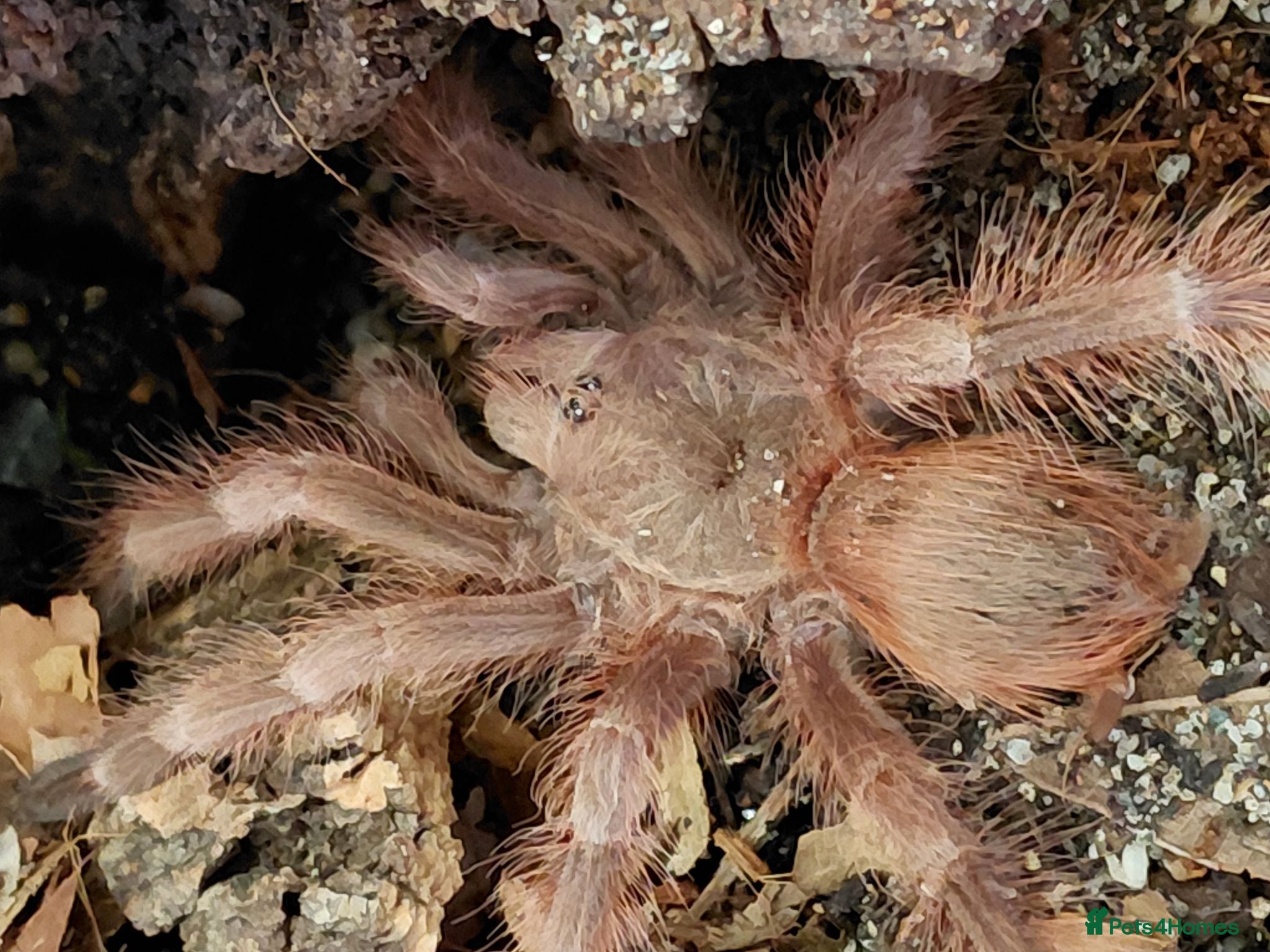 Tarantulas invertebrates Brazilian Blonde tarantula. N. tripepii - Advert 16