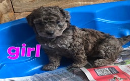 Maltipoo dogs for sale:  multipoo baby's for sale  - Image 10
