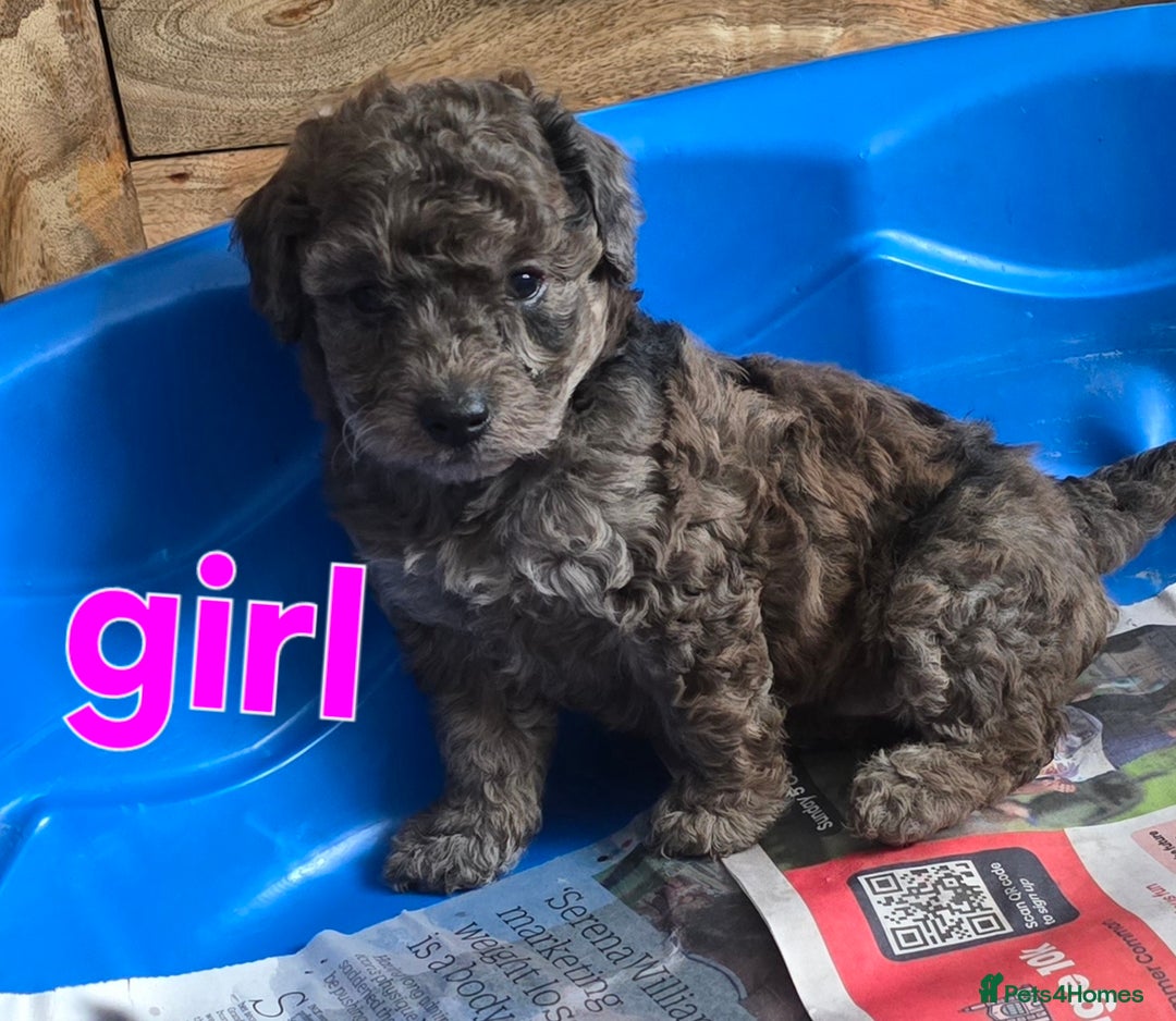 Maltipoo dogs for sale:  multipoo baby's for sale  - Image 10