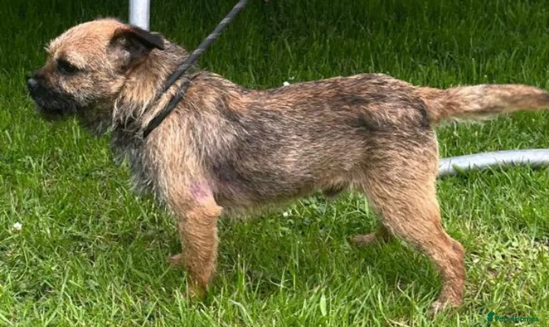 Border Terrier dogs for sale: Border terrier pups  - Advert 13