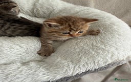 British Shorthair cats for sale: British shorthair kittens  - Image 9