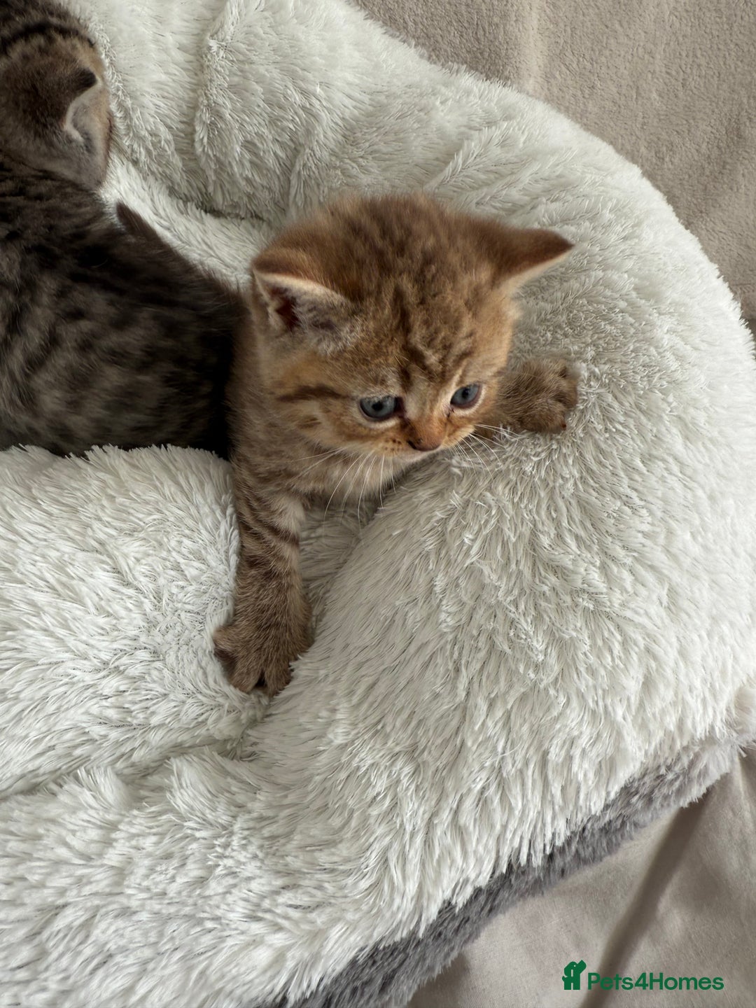 British Shorthair cats for sale: British shorthair kittens  - Image 9