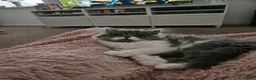 Persian cats for sale: Stuning Persian Girls - Advert 3