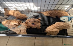 Australian Labradoodle dogs for sale: 5* Health tested Australian labradoodles  - Image 11
