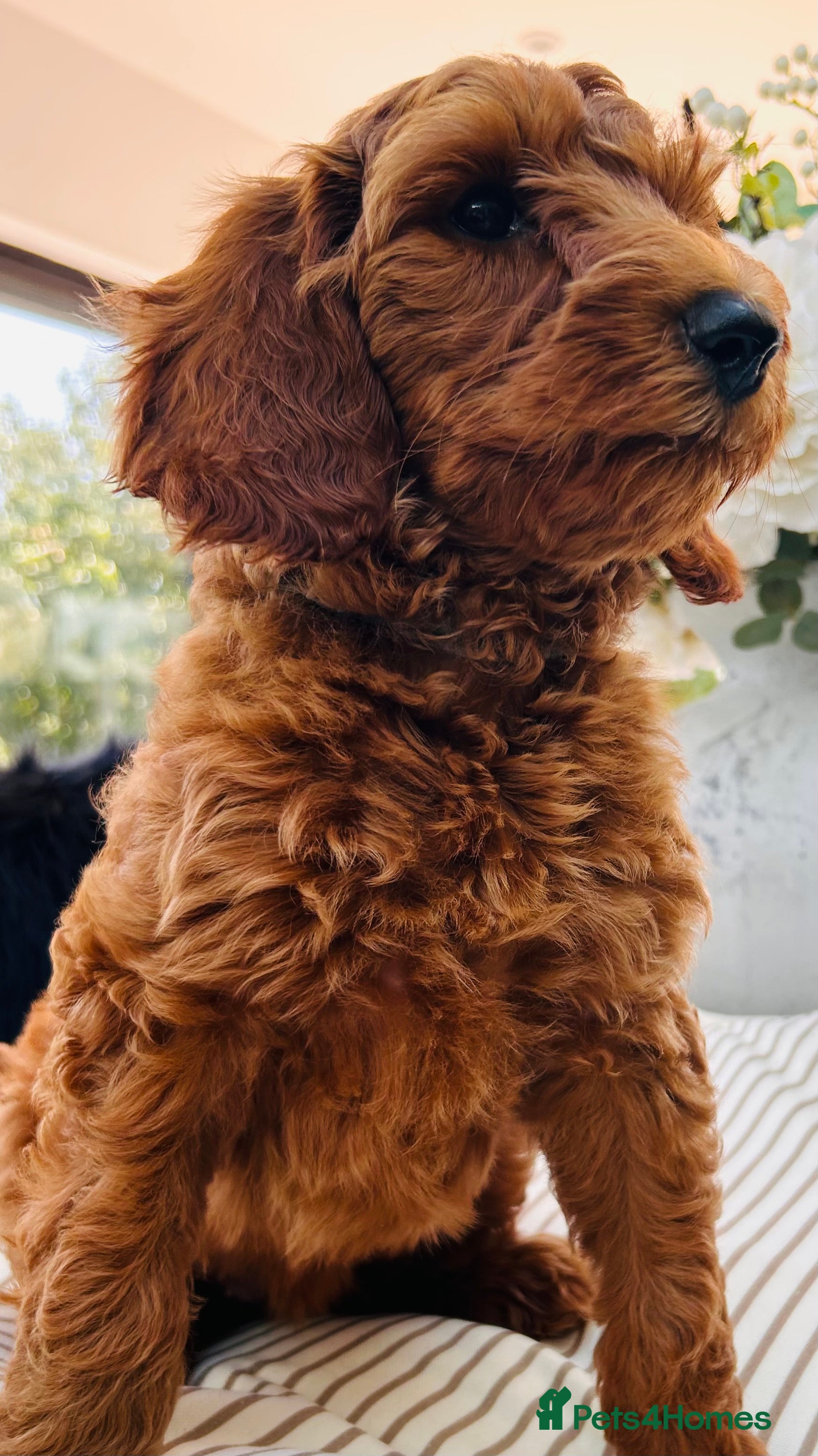 Australian Labradoodle dogs ***MR BRINKLEY'S PUPPIES*** - Advert 2