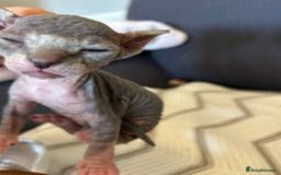 Sphynx cats for sale: Beautiful lot of Sphynx kittens from family pets - Image 23